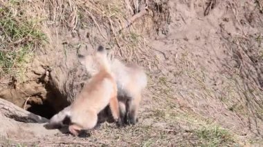 Kızıl tilki vahşi doğada