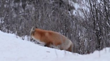 Kızıl tilki vahşi doğada