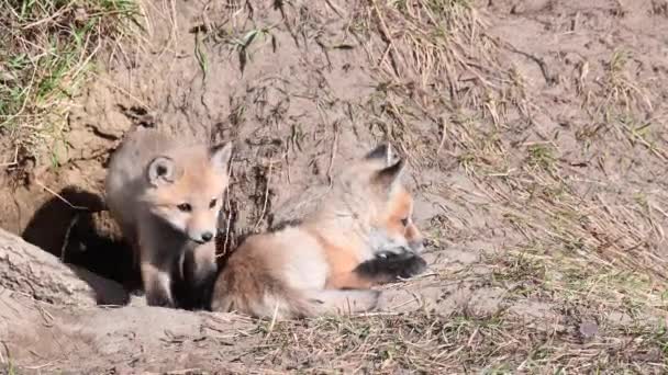 Червона Лисиця Дикій Природі — стокове відео