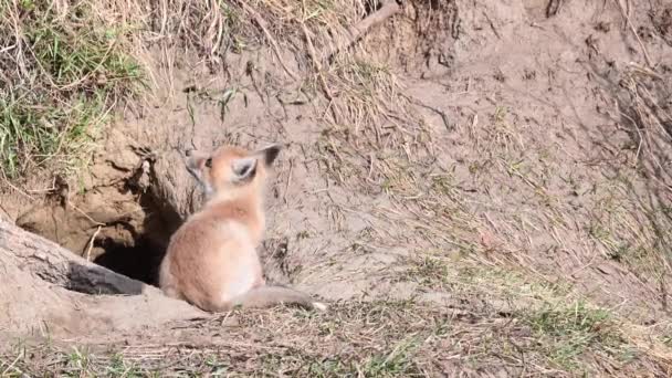 野生の赤狐 — ストック動画