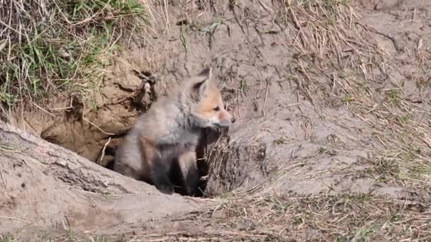 Rotfuchs Freier Wildbahn — Stockvideo