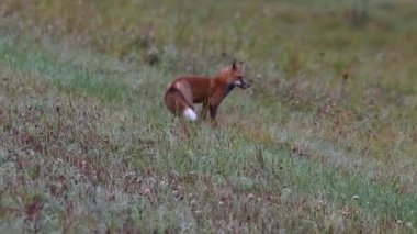 Kanada 'nın vahşi doğasında kızıl tilki