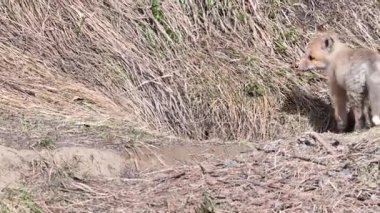 Kanada 'nın vahşi doğasında kızıl tilki