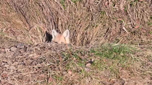 Rotfuchs Der Kanadischen Wildnis — Stockvideo