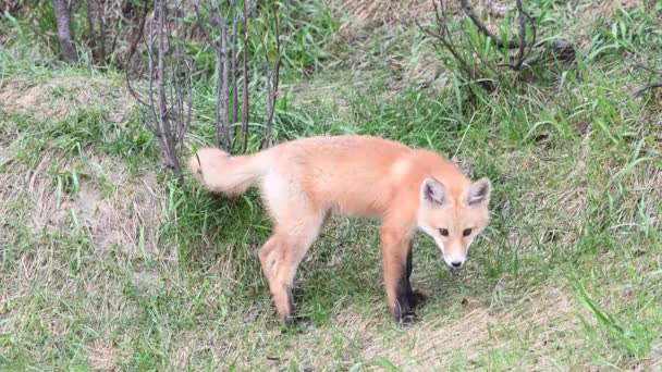 加拿大荒原上的红狐 — 图库视频影像