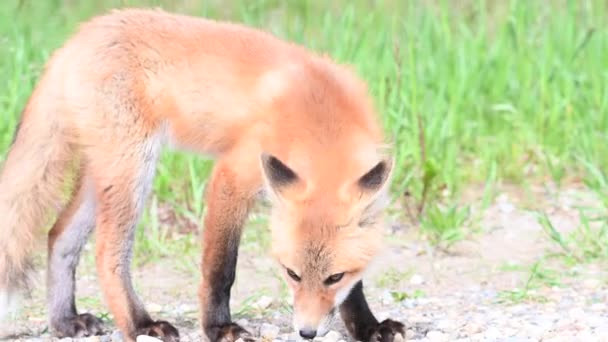 Kanada Nın Vahşi Doğasında Kızıl Tilki — Stok video