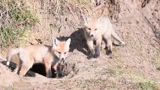 Κόκκινη Αλεπού Στην Καναδική Άγρια Φύση — Αρχείο Βίντεο