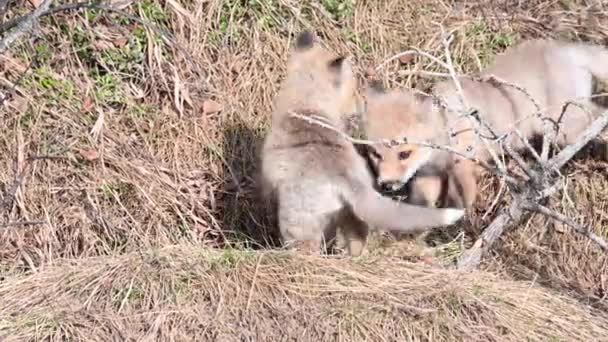 Red Fox Canadian Wilderness — Stock Video