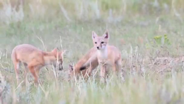 Endangeres Kits Raposa Rápida Teh Deserto Canadense — Vídeo de Stock