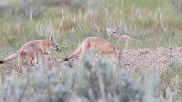 Endangeres Ταχεία Αλεπούδες Κιτ Στην Καναδική Άγρια Φύση — Αρχείο Βίντεο