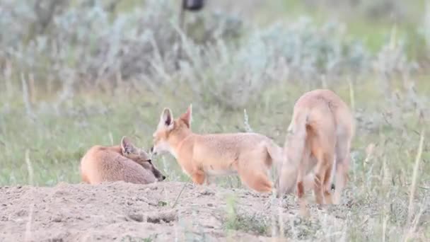 歯のカナダの荒野で迅速なキツネのキットを危険にさらす — ストック動画