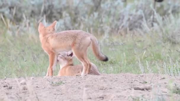 Endangeres Swift Fox Kits Teh Canadian Wilderness — Vídeo de stock