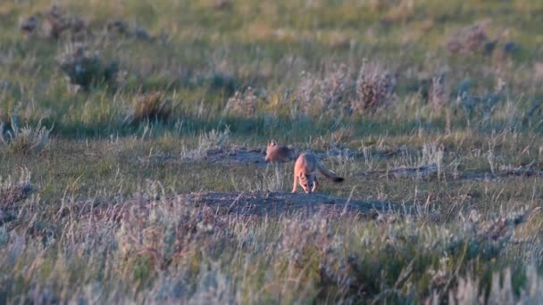 Endangeres Swift Fox Kits Teh Canadian Wilderness — Stock Video