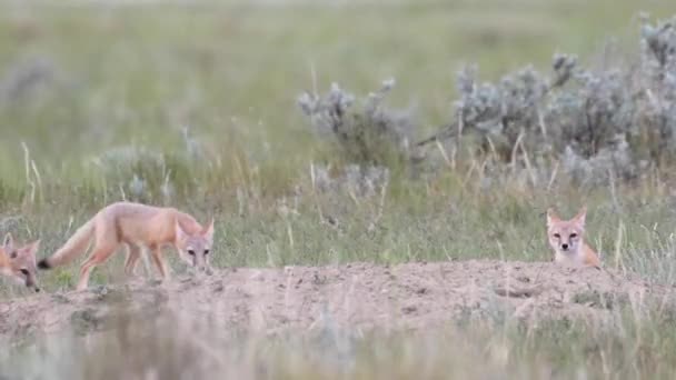 Endangeres Swift Fox Kits Teh Canadian Wilderness — Stock Video