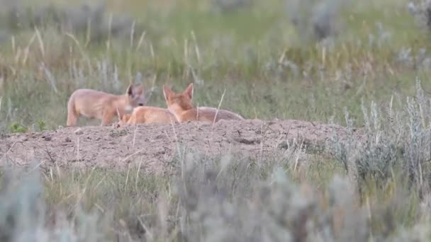 Endangeres Swift Fox Kits Teh Canadian Wilderness — Vídeo de stock