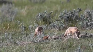 Kanada vahşi doğasında hızlı tilki yavrularını tehlikeye atar.