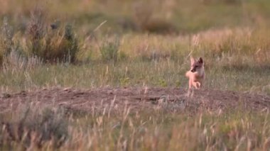 Kanada vahşi doğasında hızlı tilki yavrularını tehlikeye atar.