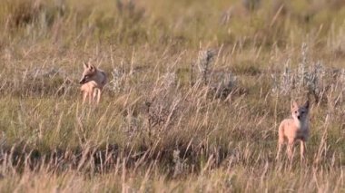 Kanada vahşi doğasında hızlı tilki yavrularını tehlikeye atar.