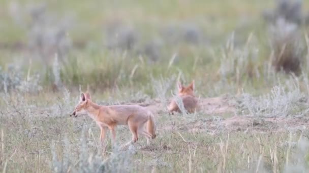 Endangeres Swift Fox Kits Teh Canadian Wilderness — Stock Video