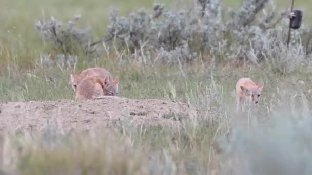 Gefährdet Schnelle Fuchsbabys Der Kanadischen Wildnis — Stockvideo