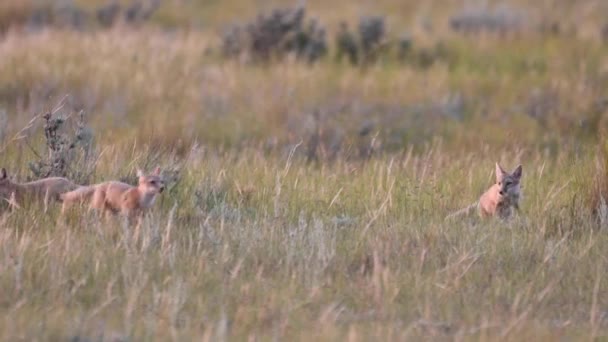 Kanada Vahşi Doğasında Hızlı Tilki Yavrularını Tehlikeye Atar — Stok video