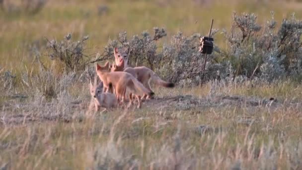 Endangeres Swift Fox Kits Teh Canadian Wilderness — Vídeo de stock