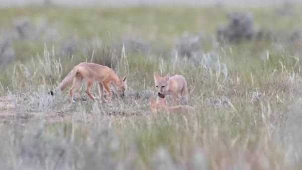 Gefährdet Schnelle Fuchsbabys Der Kanadischen Wildnis — Stockvideo