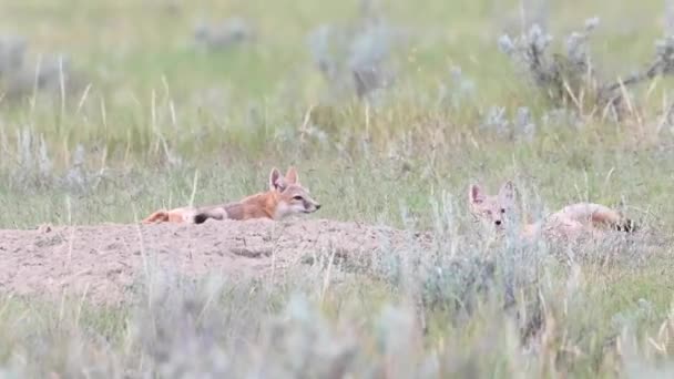 Endangeres Swift Fox Kits Teh Canadian Wilderness — Vídeo de stock