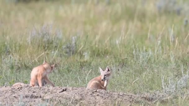 Endangeres Ταχεία Αλεπούδες Κιτ Στην Καναδική Άγρια Φύση — Αρχείο Βίντεο