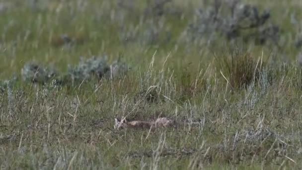 Gefährdet Schnelle Fuchsbabys Der Kanadischen Wildnis — Stockvideo