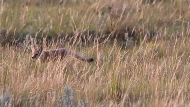 Membahayakan Rubah Kit Cepat Hutan Belantara Kanada Teh — Stok Video