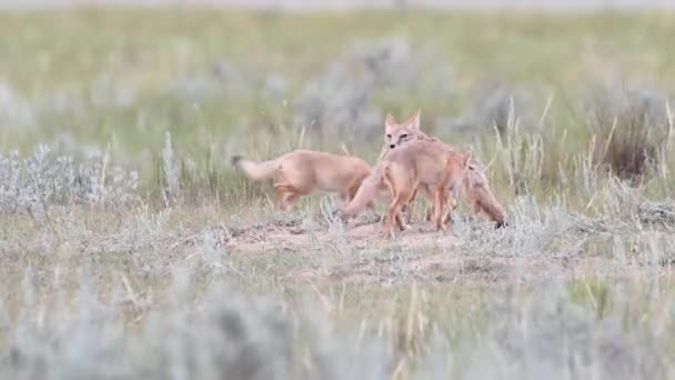 Endangeres Swift Fox Kits Teh Canadian Wilderness — Stock Video