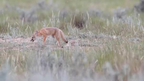 Endangeres Swift Fox Kits Teh Canadian Wilderness — Vídeo de stock