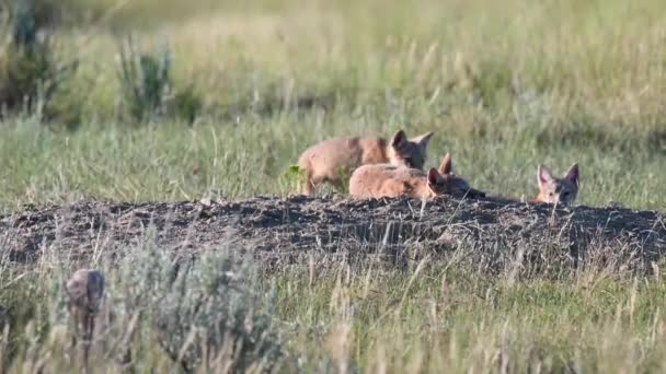 Endangeres Swift Fox Kits Teh Canadian Wilderness — Vídeo de stock