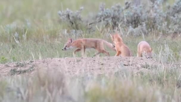 Тег Канадській Пустелі Вирує Життя Швидких Лисиць — стокове відео