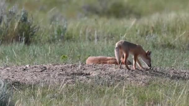 Тег Канадській Пустелі Вирує Життя Швидких Лисиць — стокове відео