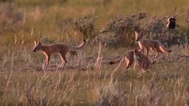 Endangeres Ταχεία Αλεπούδες Κιτ Στην Καναδική Άγρια Φύση — Αρχείο Βίντεο