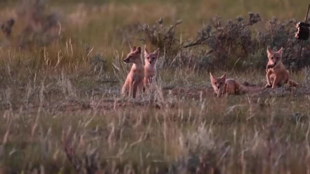 歯のカナダの荒野で迅速なキツネのキットを危険にさらす — ストック動画