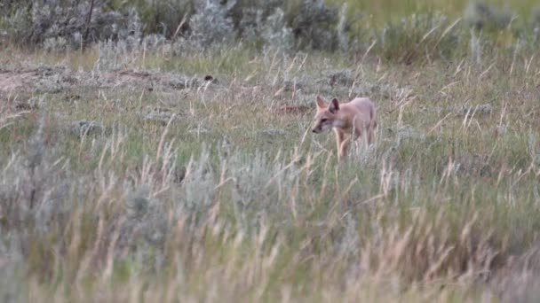 Endangeres Ταχεία Αλεπούδες Κιτ Στην Καναδική Άγρια Φύση — Αρχείο Βίντεο