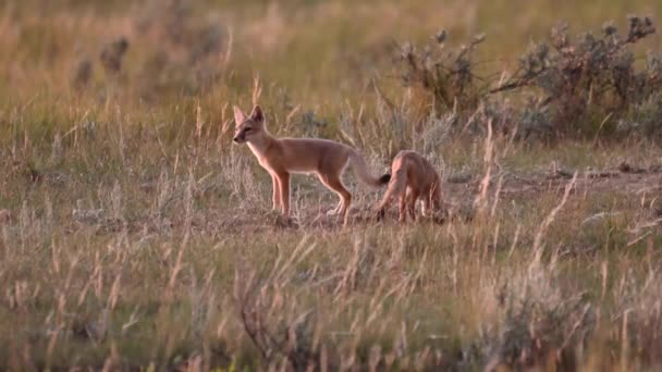 Endangeres Ταχεία Αλεπούδες Κιτ Στην Καναδική Άγρια Φύση — Αρχείο Βίντεο