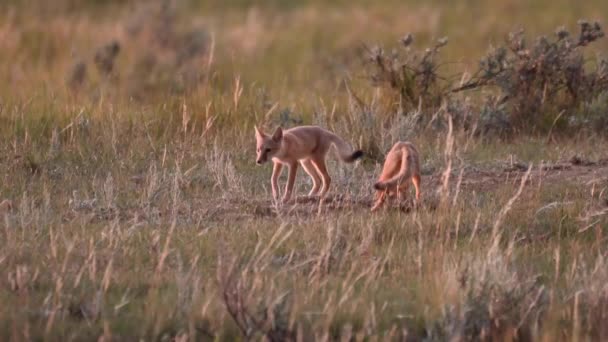 歯のカナダの荒野で迅速なキツネのキットを危険にさらす — ストック動画