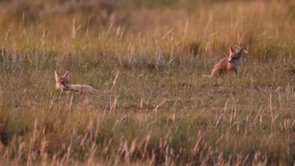 Endangeres Swift Fox Kits Teh Canadian Wilderness — Vídeos de Stock
