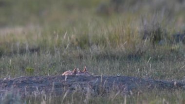 Kanada vahşi doğasında hızlı tilki yavrularını tehlikeye atar.