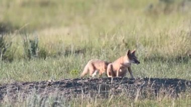 Kanada vahşi doğasında hızlı tilki yavrularını tehlikeye atar.
