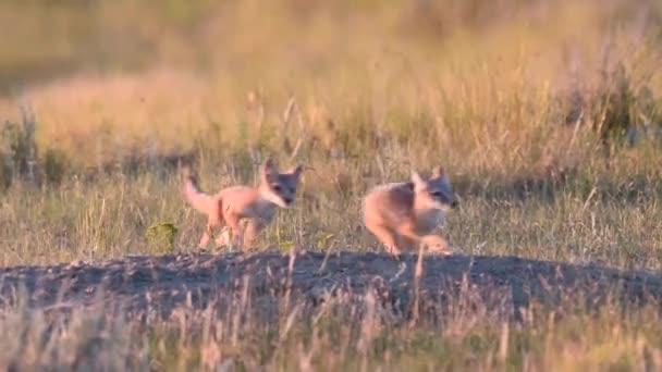 歯のカナダの荒野で迅速なキツネのキットを危険にさらす — ストック動画