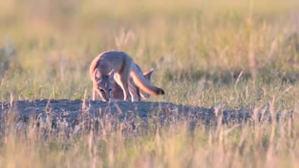 Endangeres Ταχεία Αλεπούδες Κιτ Στην Καναδική Άγρια Φύση — Αρχείο Βίντεο