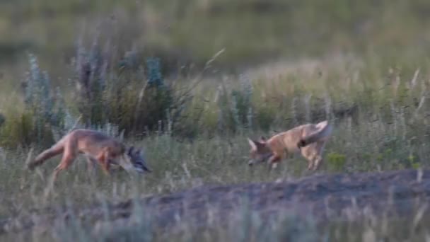 Endangeres Ταχεία Αλεπούδες Κιτ Στην Καναδική Άγρια Φύση — Αρχείο Βίντεο