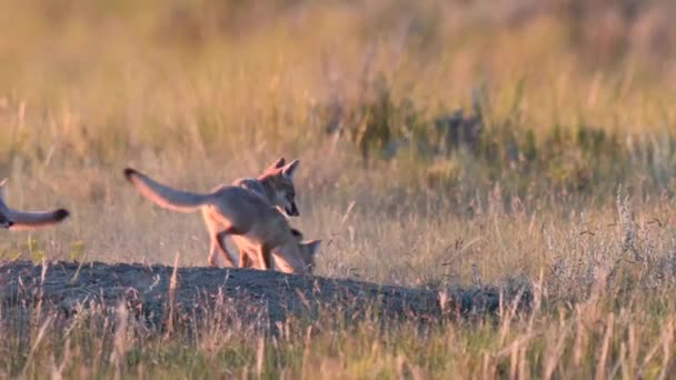 Endangeres Swift Fox Kits Teh Canadian Wilderness — Vídeo de stock