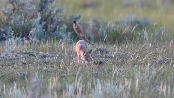 Endangeres Swift Fox Kits Teh Canadian Wilderness — Vídeo de stock