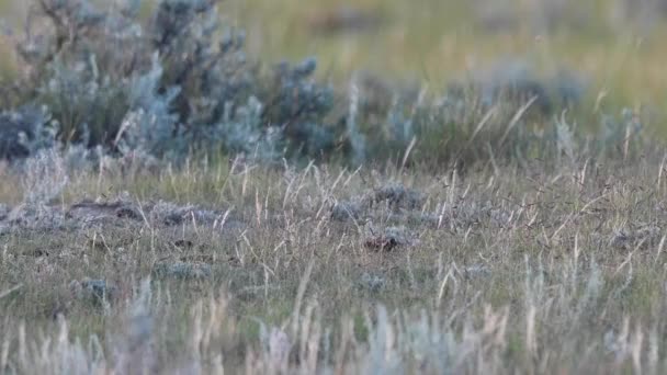 Gefährdet Schnelle Fuchsbabys Der Kanadischen Wildnis — Stockvideo